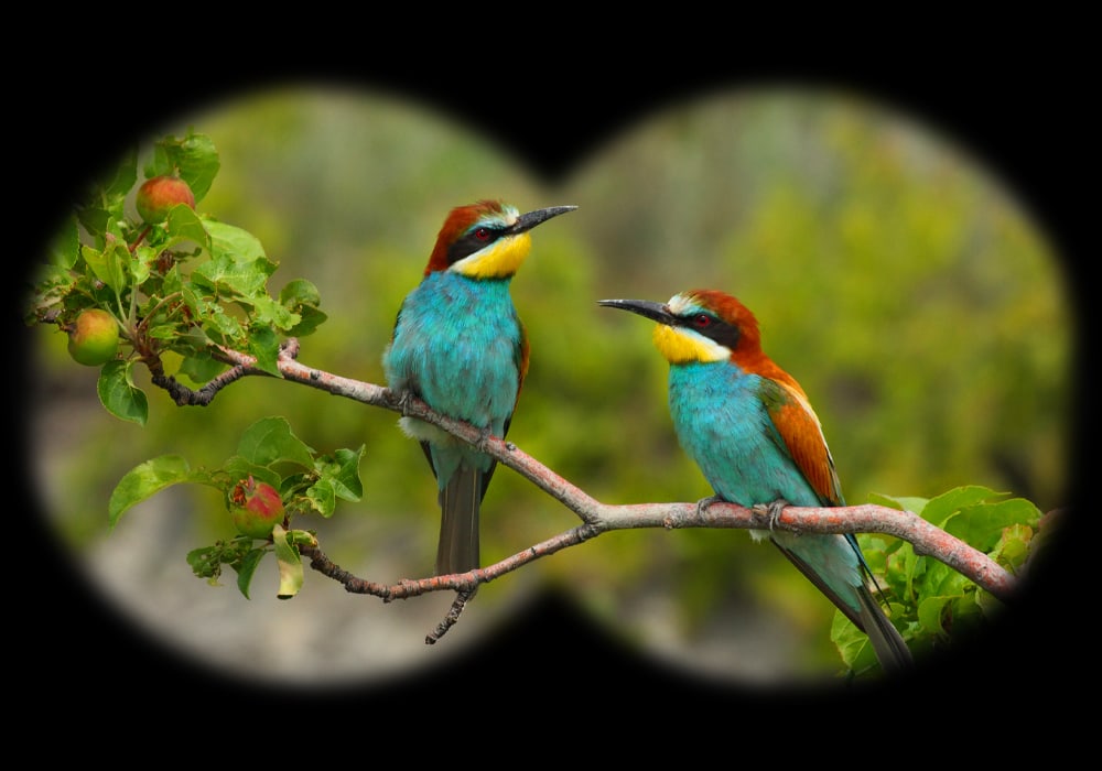 Seeing or Hearing Birds Is Good for Well-Being