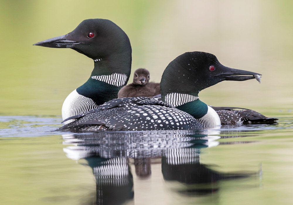 Common Loon (Gavia immer)