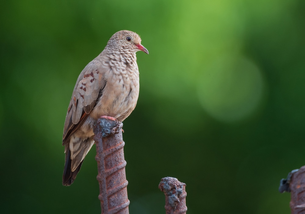 Common Ground-Dove (Columbina passerina)