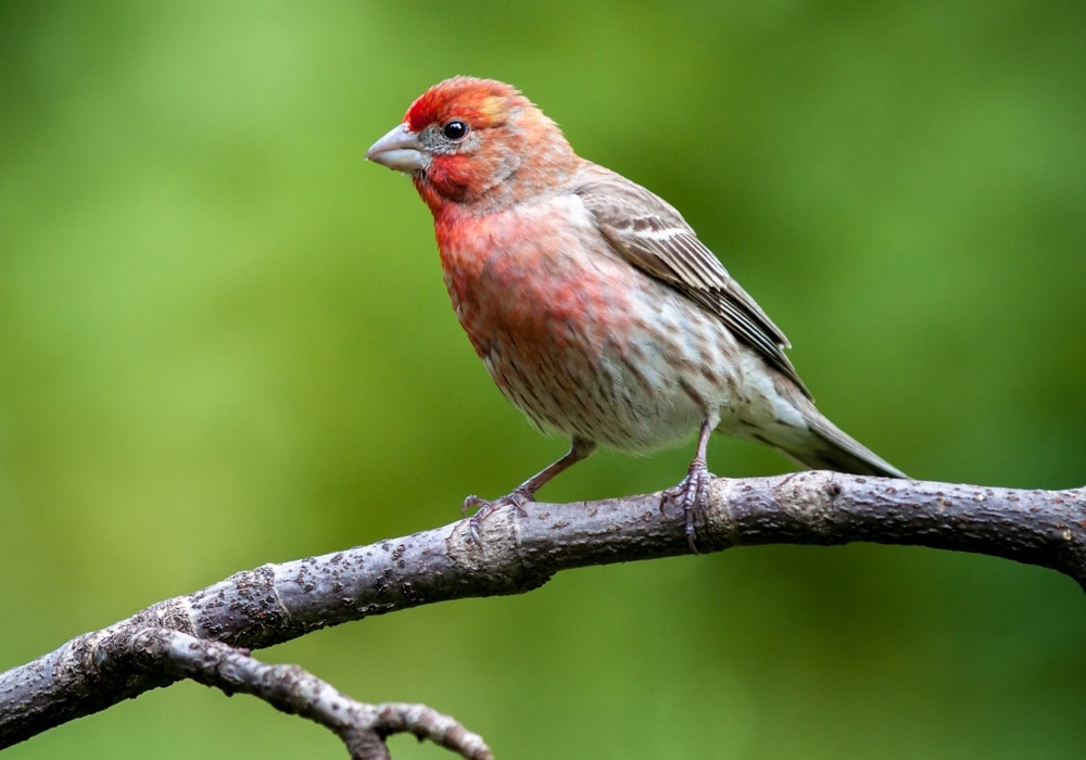 House Finch (Haemorhous mexicanus) 