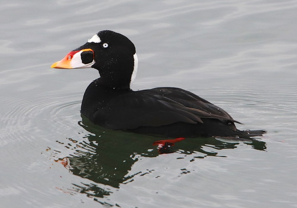 Surf Scoter (Melanitta perspicillata)