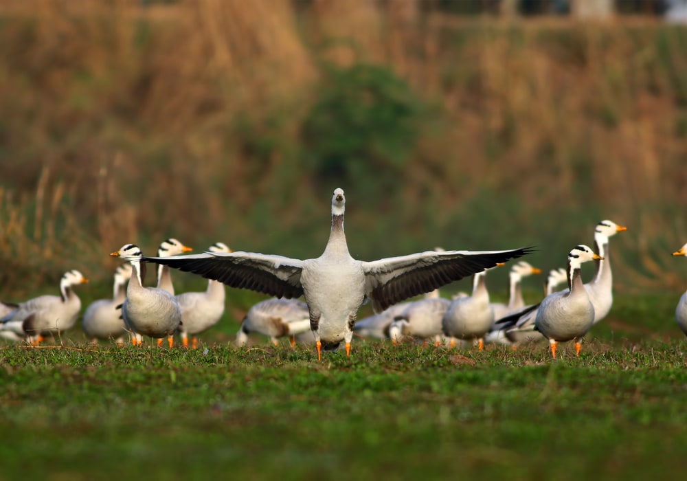 pájaros en la naturaleza