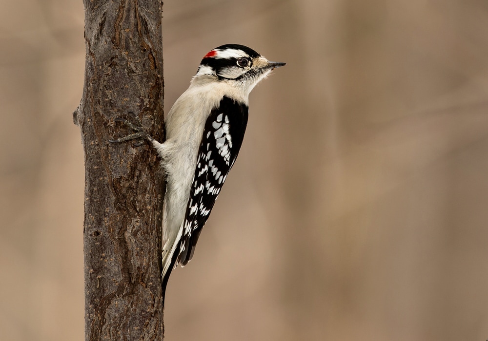 Downy Woodpecker (Picoides pubescens)