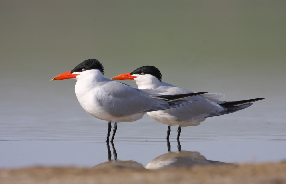 Caspian Tern (Hydroprogne caspia)