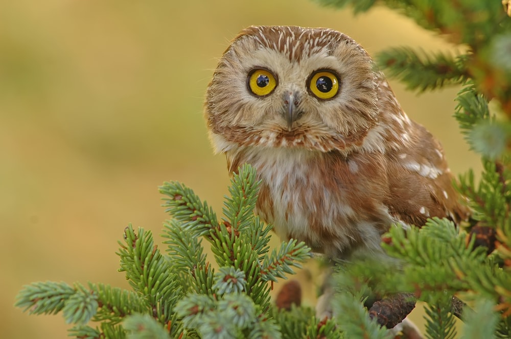 Northern Saw-whet Owl