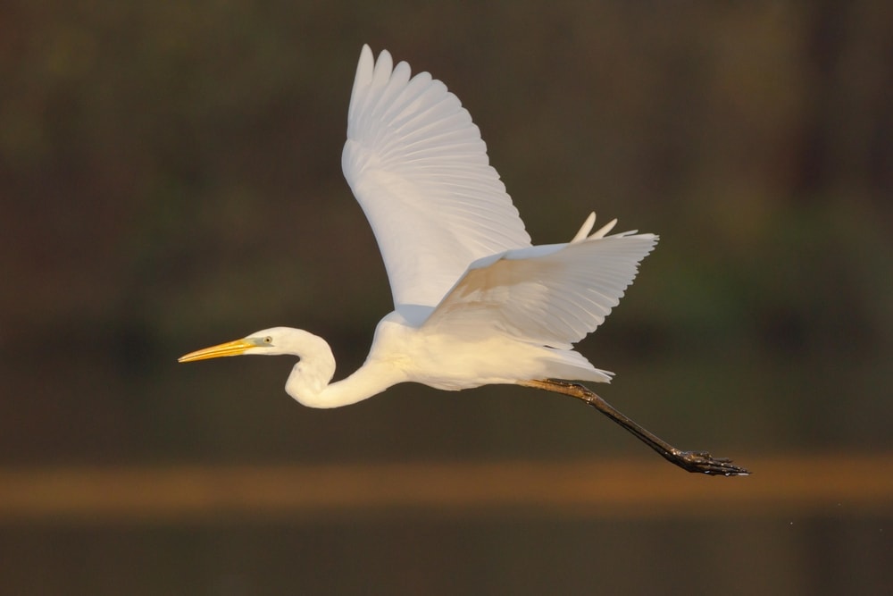 Great Egret (Ardea alba)