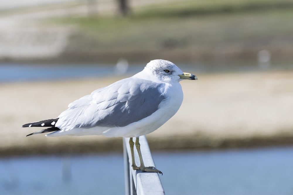 Ring-billed Gull (Larus delawarensis)