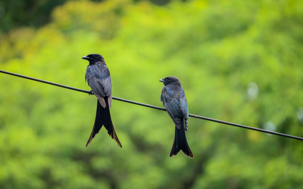 Purple Martin (Progne subis)