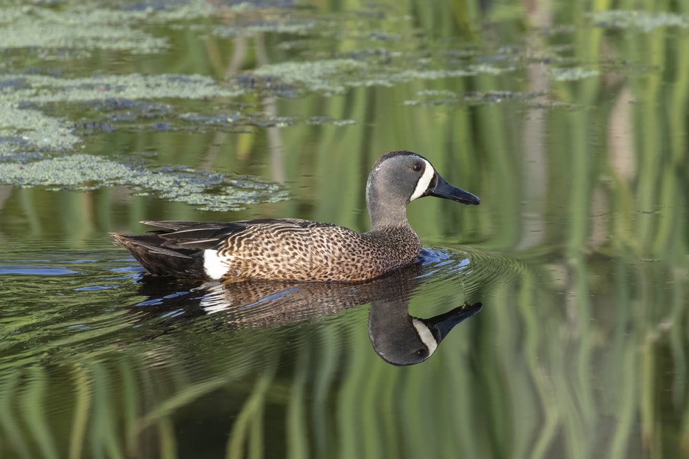 Blue-winged Teal (Spatula discors)