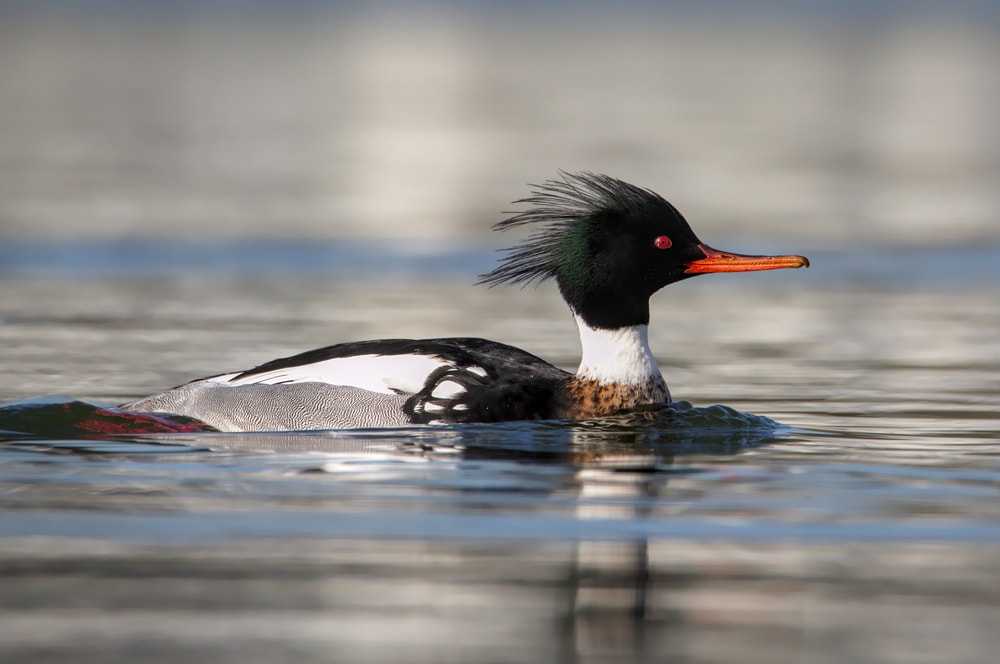 Red Breasted Merganser Swimming On A Lake Looking For Food