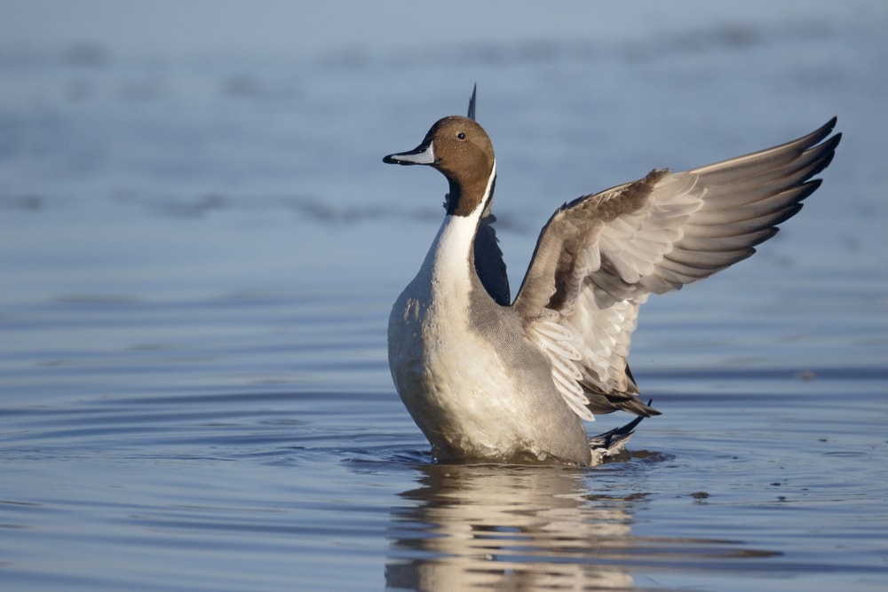 Northern Pintail (Anas acuta)