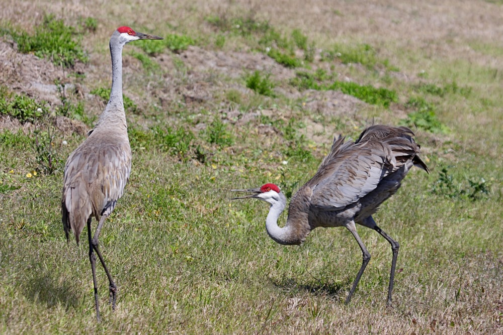 Sandhill Crane (Antigone canadensis)