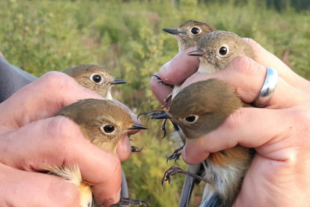 Red-flanked Bluetails in Finland
