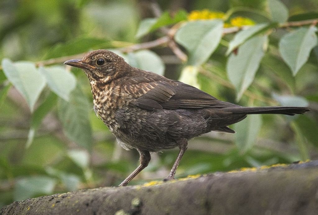 Common Blackbird Female