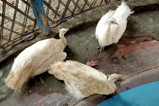 Three White Peacocks rescued by BSF India. Source: Twitter/@BSF_SouthBengal