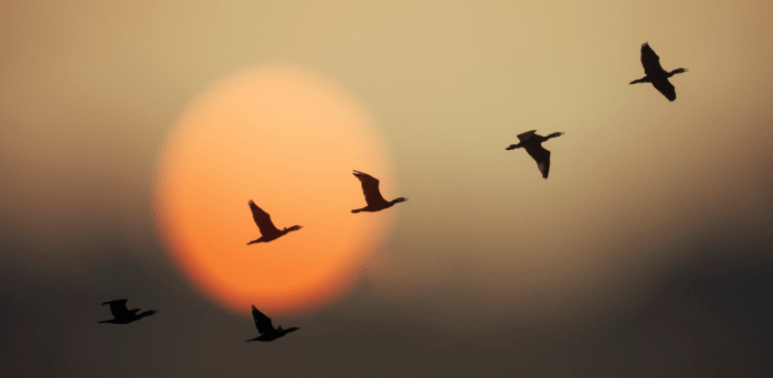 Migrating Birds
