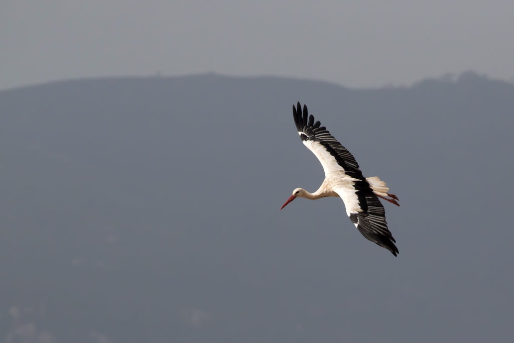 A White Stork flying in mountains in southern Spain.