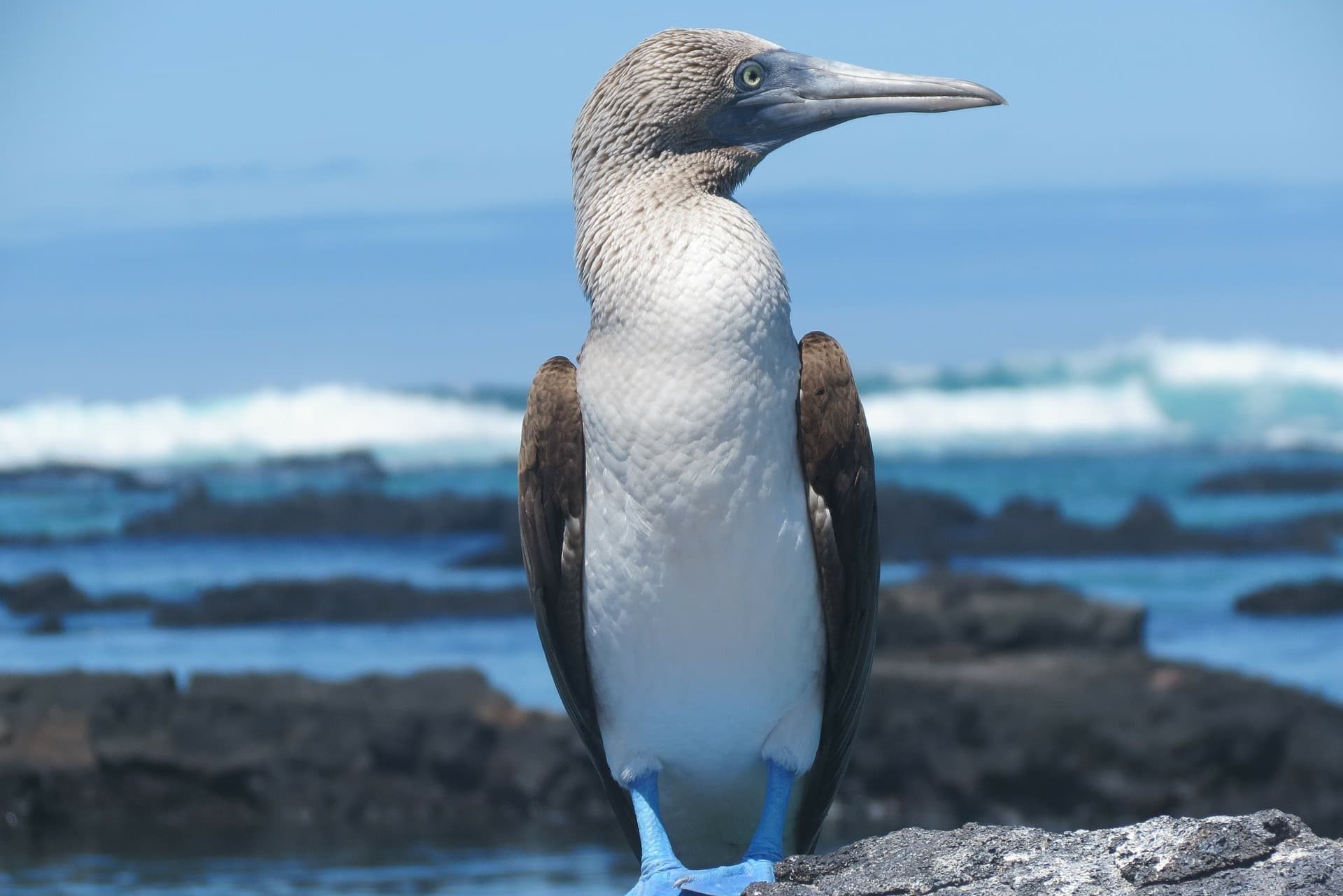 Blue Footed Booby Symbolism & Meaning