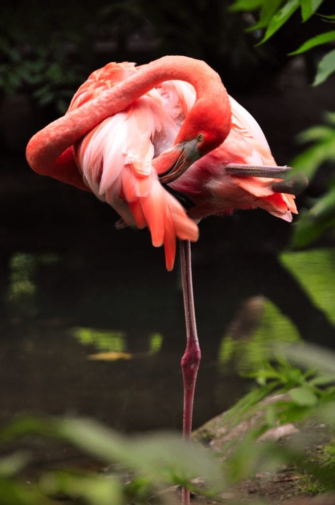 Flamingo on One Leg