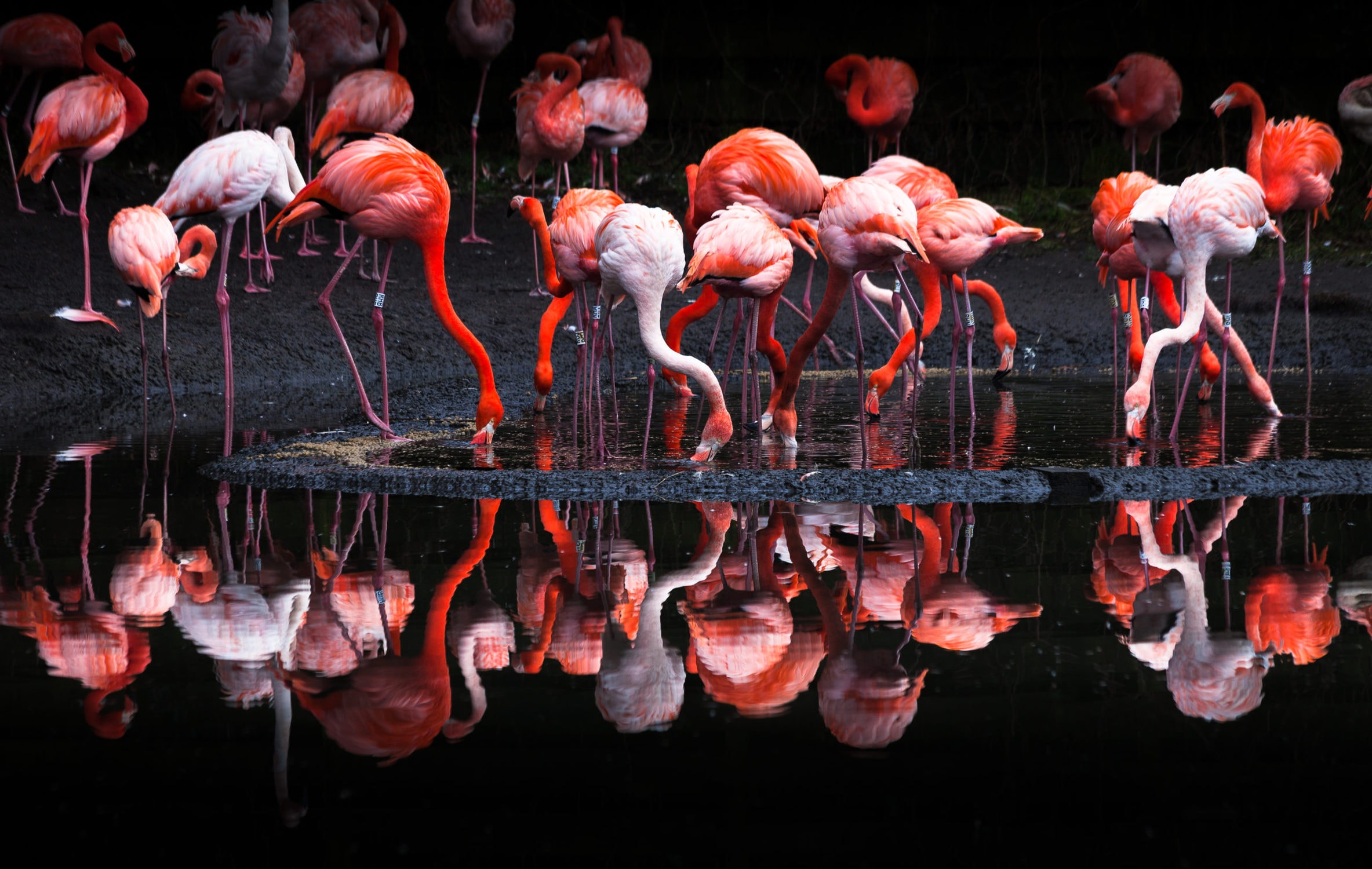 Flamingo Symbolism & Meaning (+ Totem, Spirit, & Omens) - World Birds