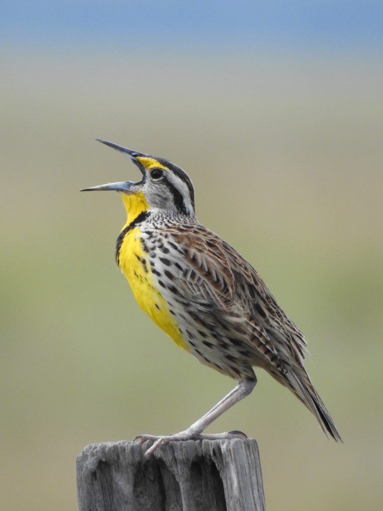 Western Meadowlark