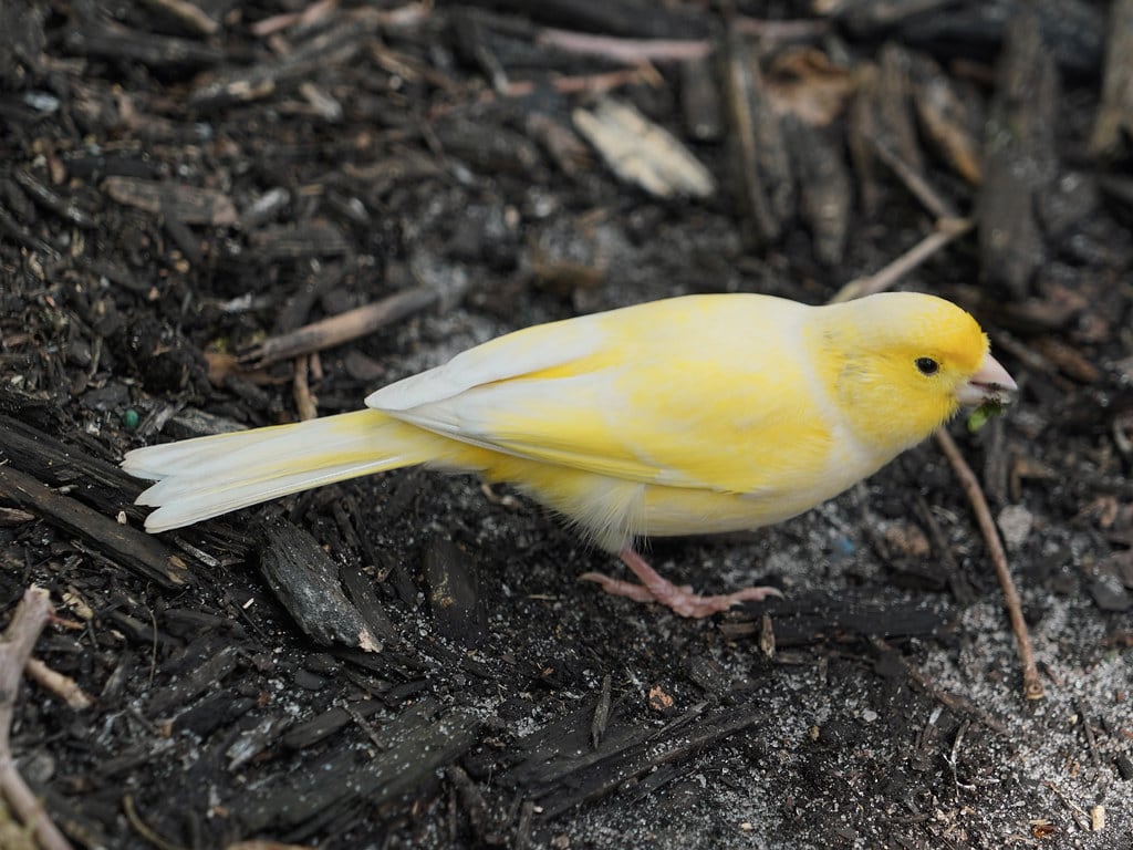 28,400+ Yellow Canary Stock Photos, Pictures & Royalty-Free Images - iStock  | Yellow canary vector, Yellow canary on white