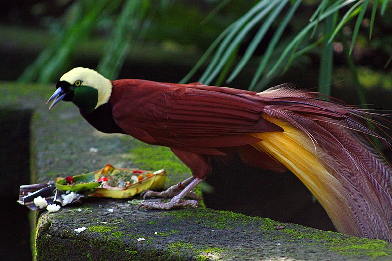 Andrea Lawardi Flickr Greater Bird of paradise Paradisaea apoda Male bird of paradise eating offerings at Bali Bird Park