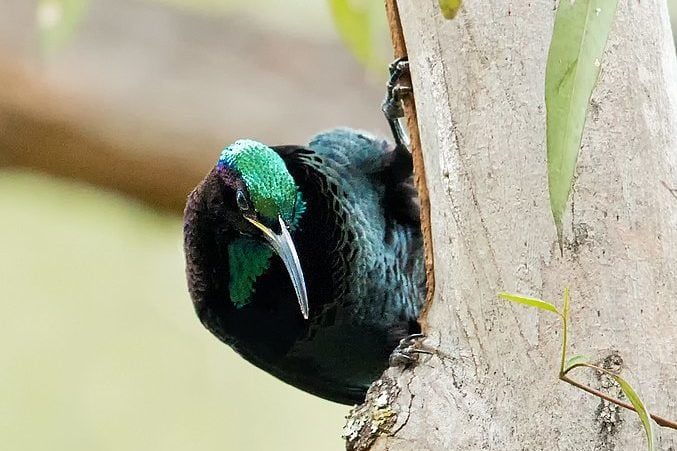 Paradise Riflebird pauses for a brief moment while searching for insects CC BY SA 4.0 edited 1