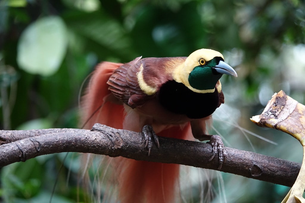 blue bird of paradise animal