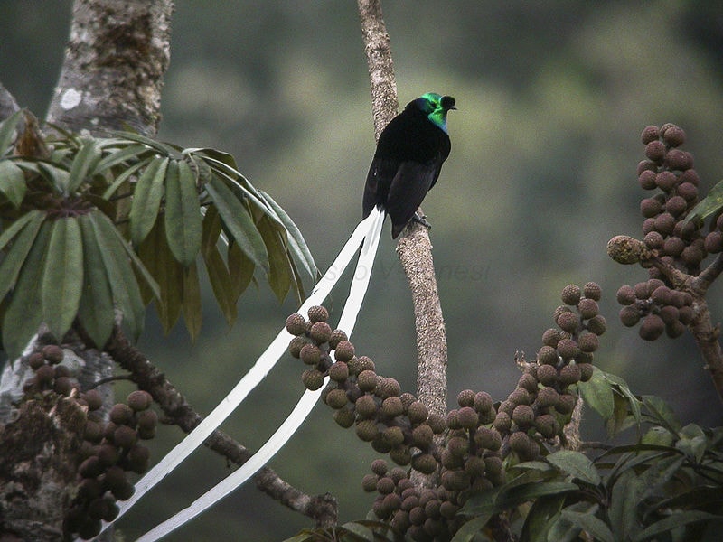 Ribbon-tailed Astrapia from Papua New Guinea. Source: Francesco Veronesi, Creative Commons.