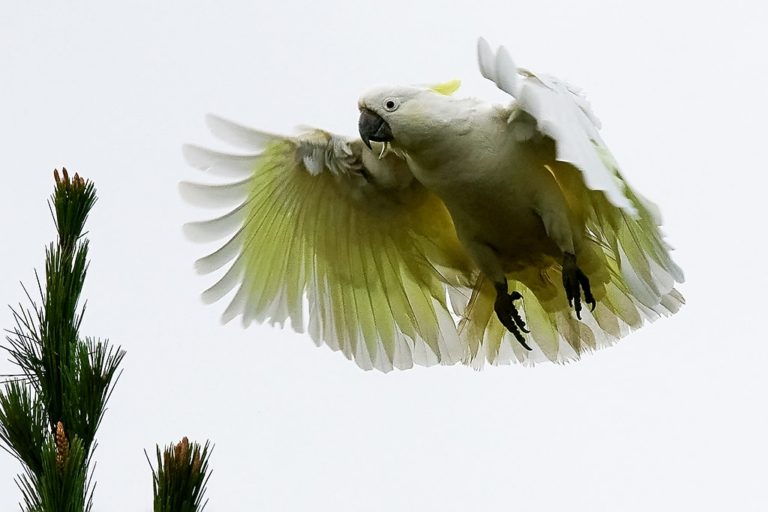 Cockatoo Symbolism & Meaning (+Totem, Spirit & Omens) World Birds