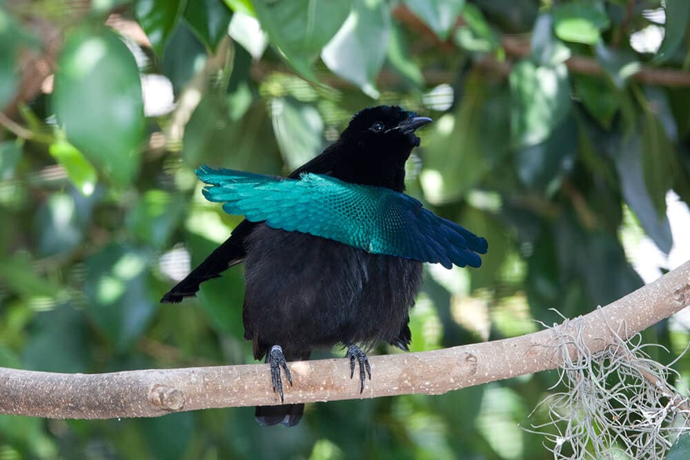 blue bird of paradise animal