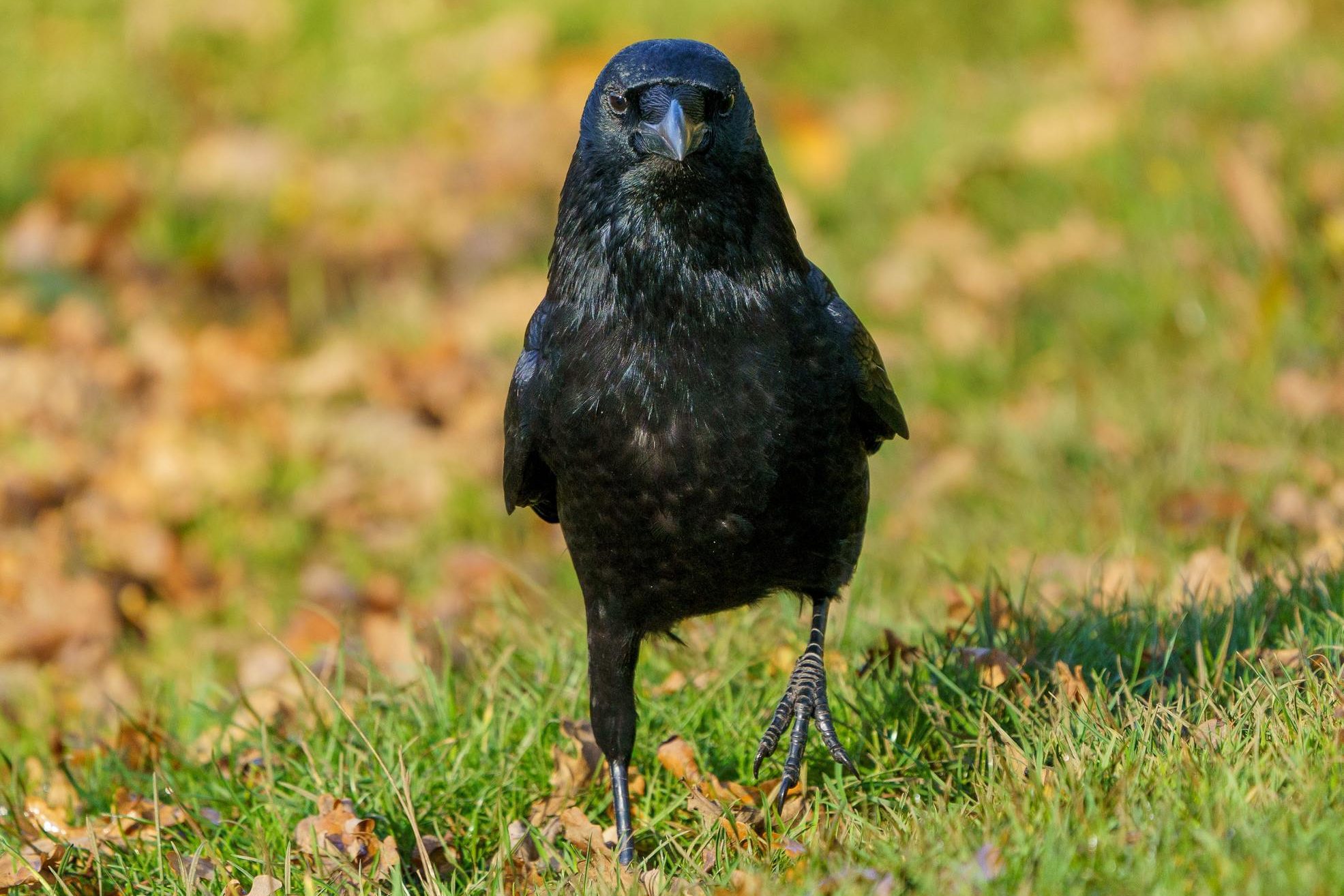 Walking Crow