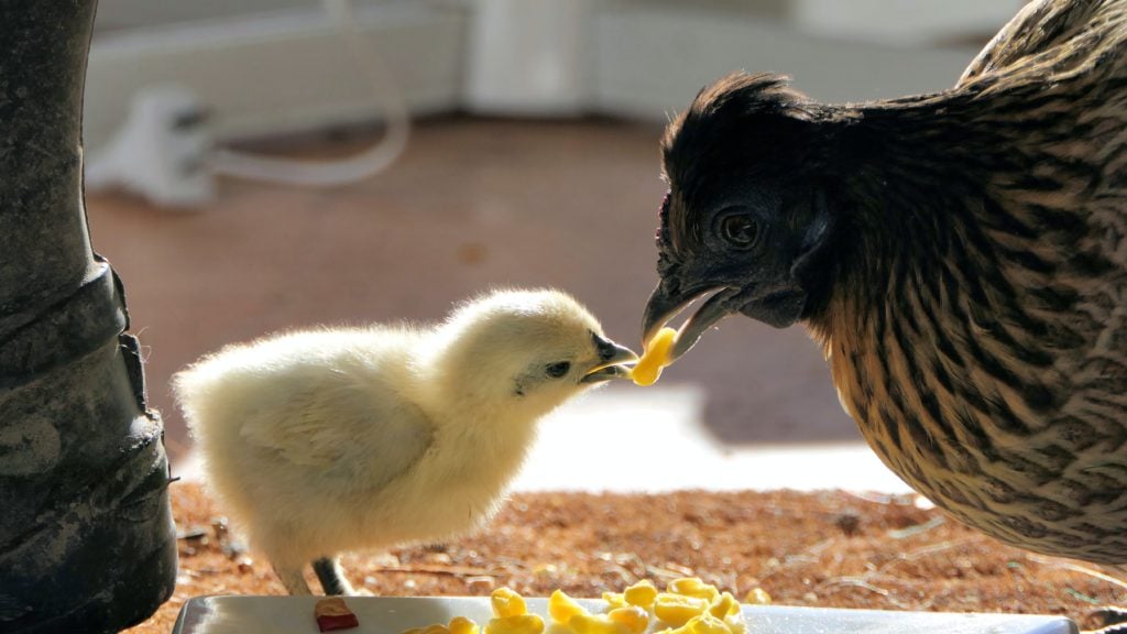 Chicken motherhood