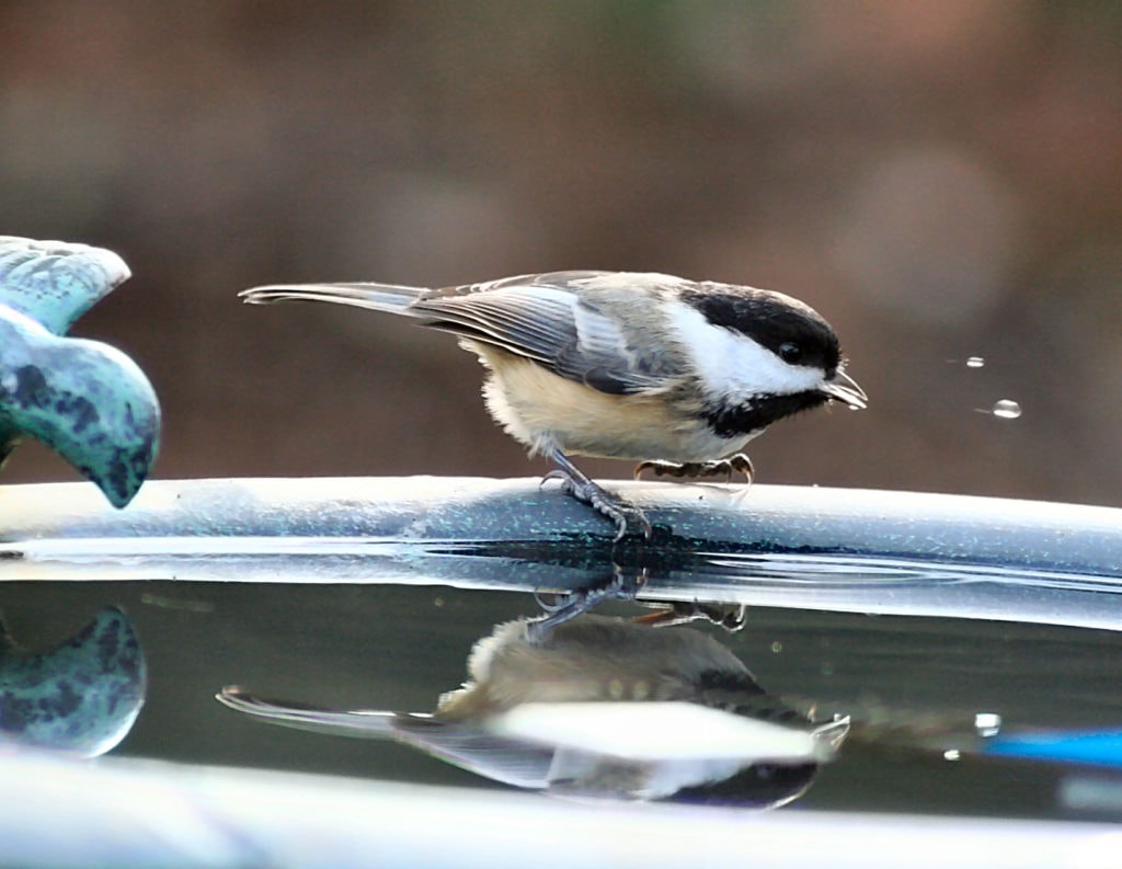 Chickadee at bird bath