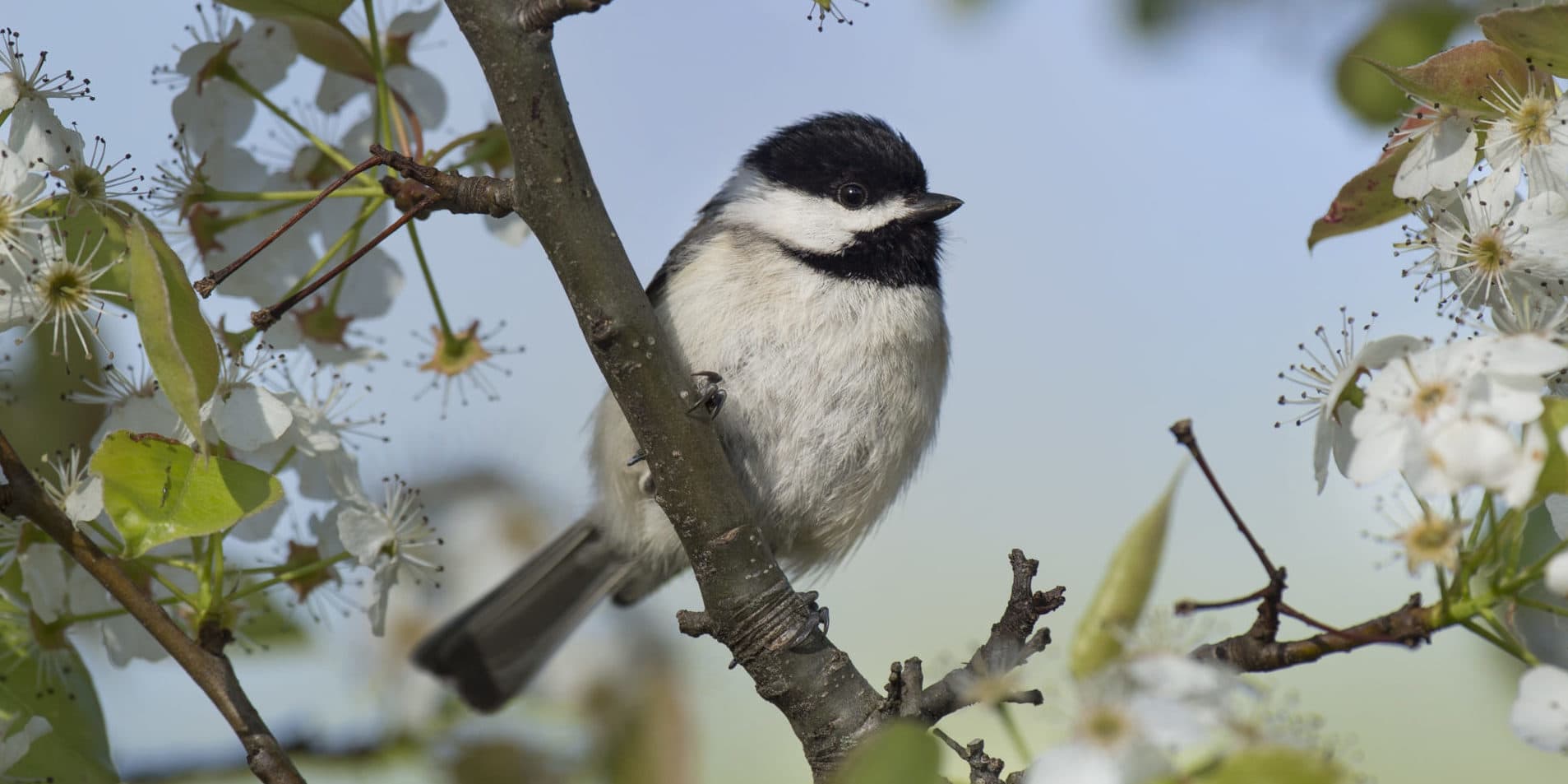 A black and white colored Carolina Chickadee sits perched on a tree branch framed with white flowers and leaves surrounding it.