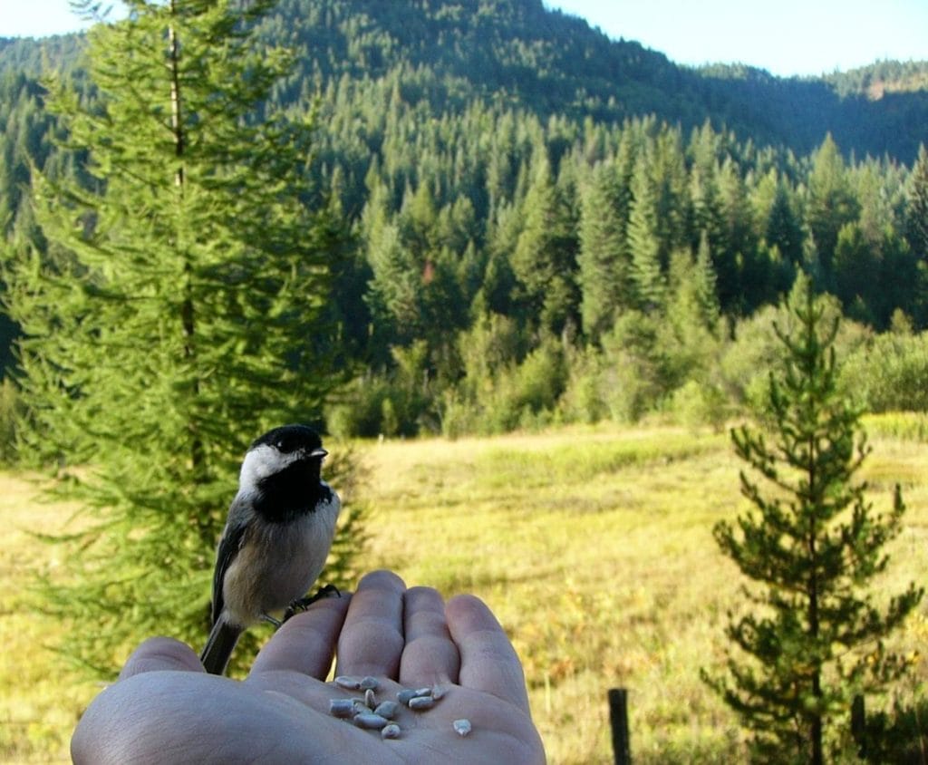 Chickadee hand feeding
