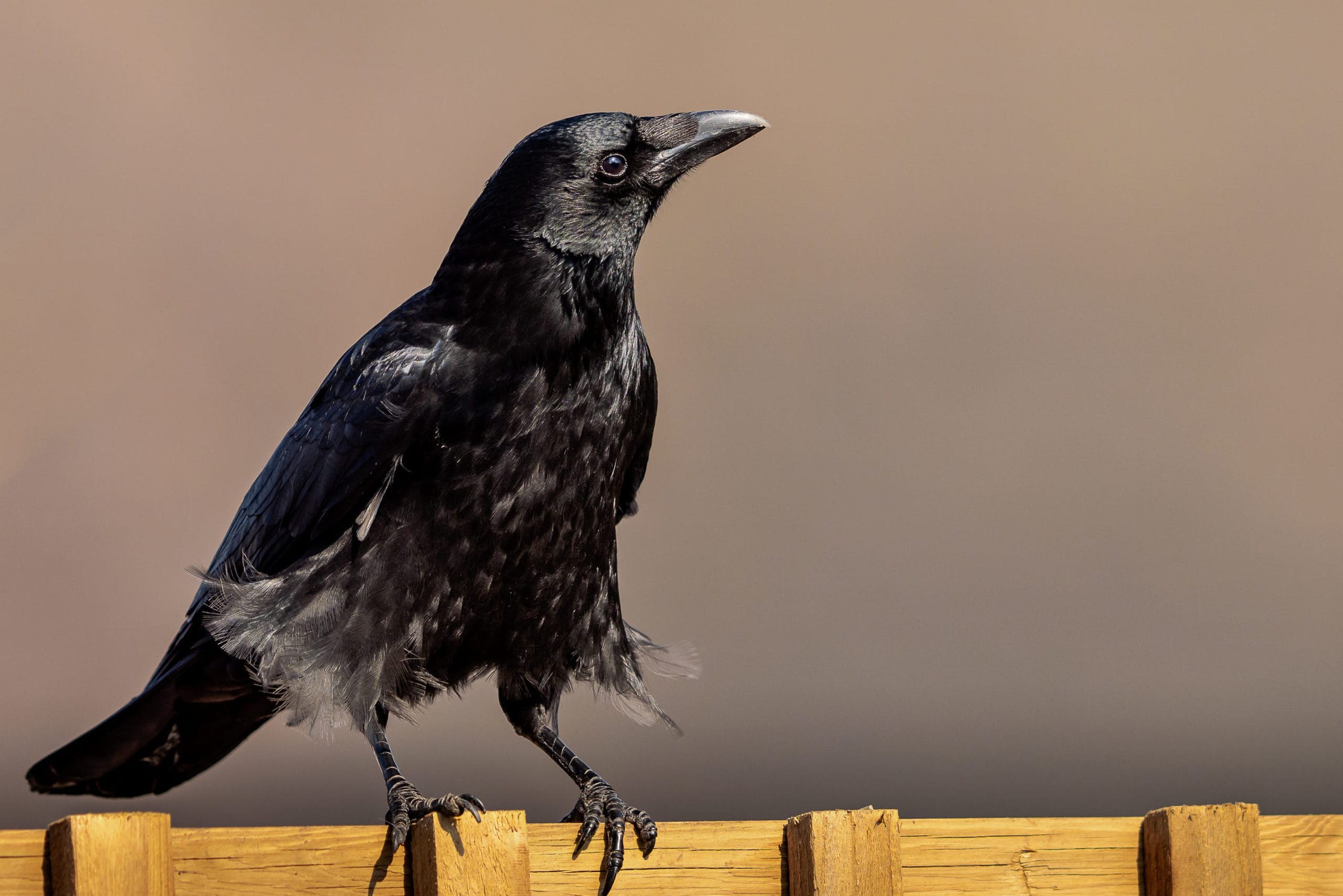 Why Are Crows So Smart: an exploration & explanation of crows' high  intelligence - World Birds
