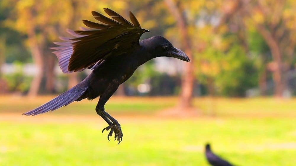 TIL:Crows are a highly intelligent species, which are self-aware just like  humans. They are as smart as Gorillas and have a complex brain which has  the ability to reason : r/todayilearned