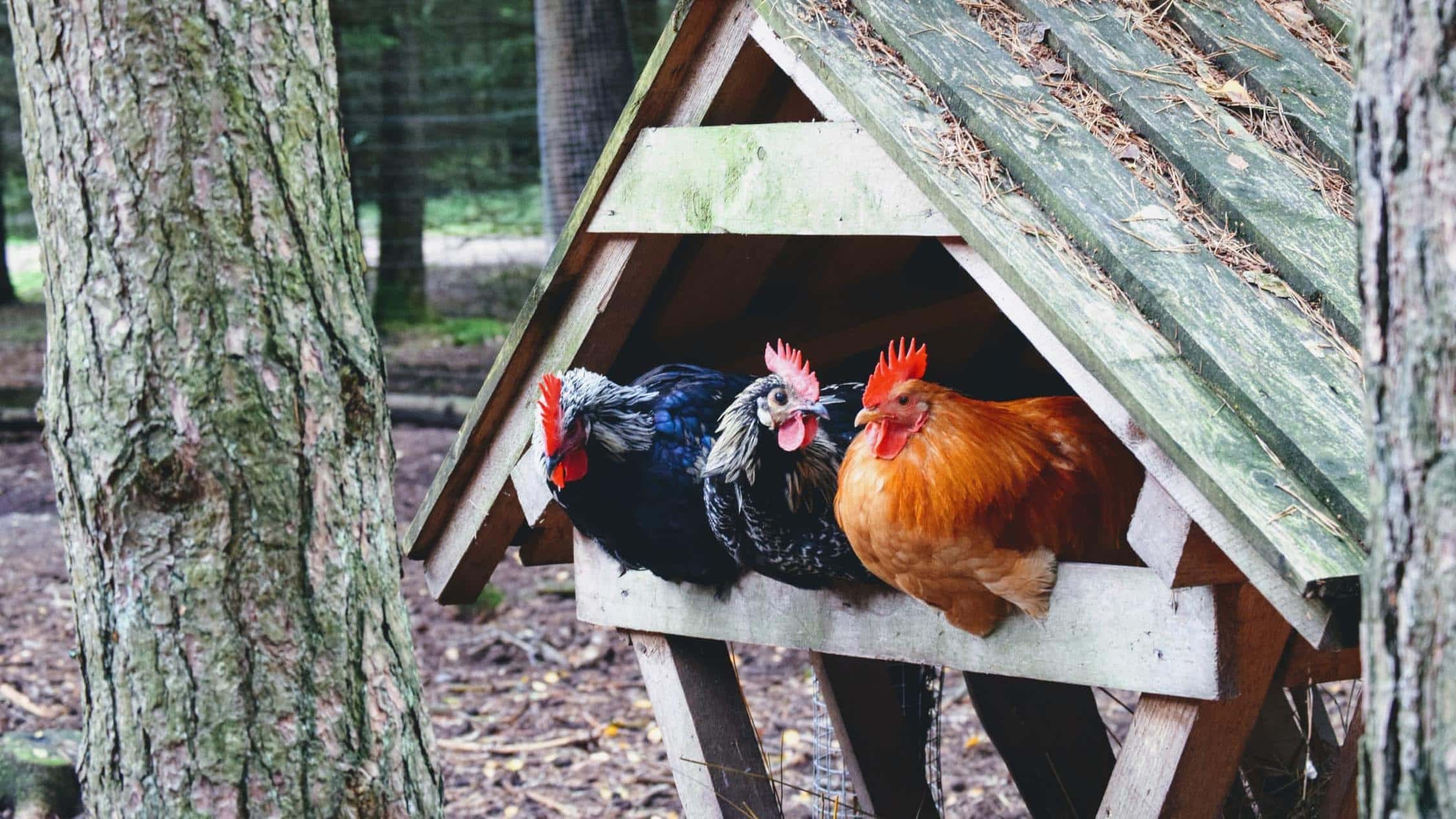 Comfy Chickens