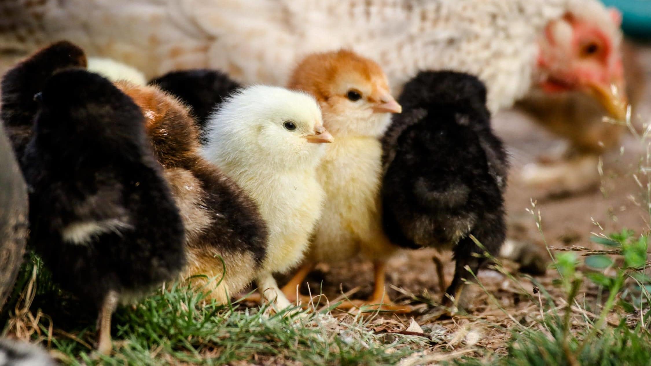 Hen and Chicks