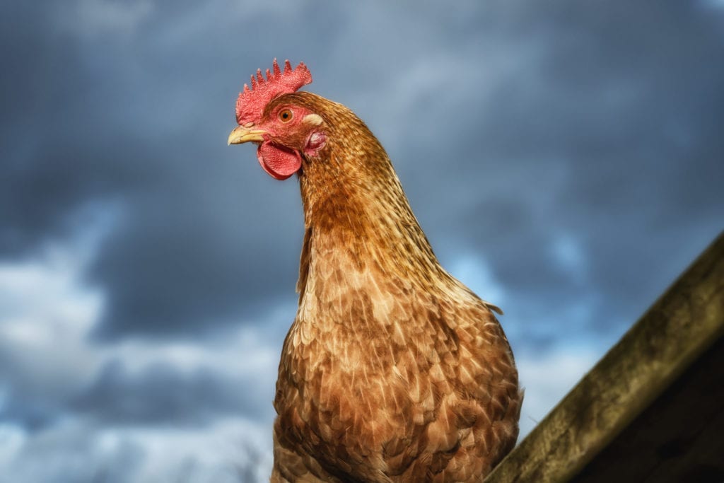 Picture of Chicken Looking Noble