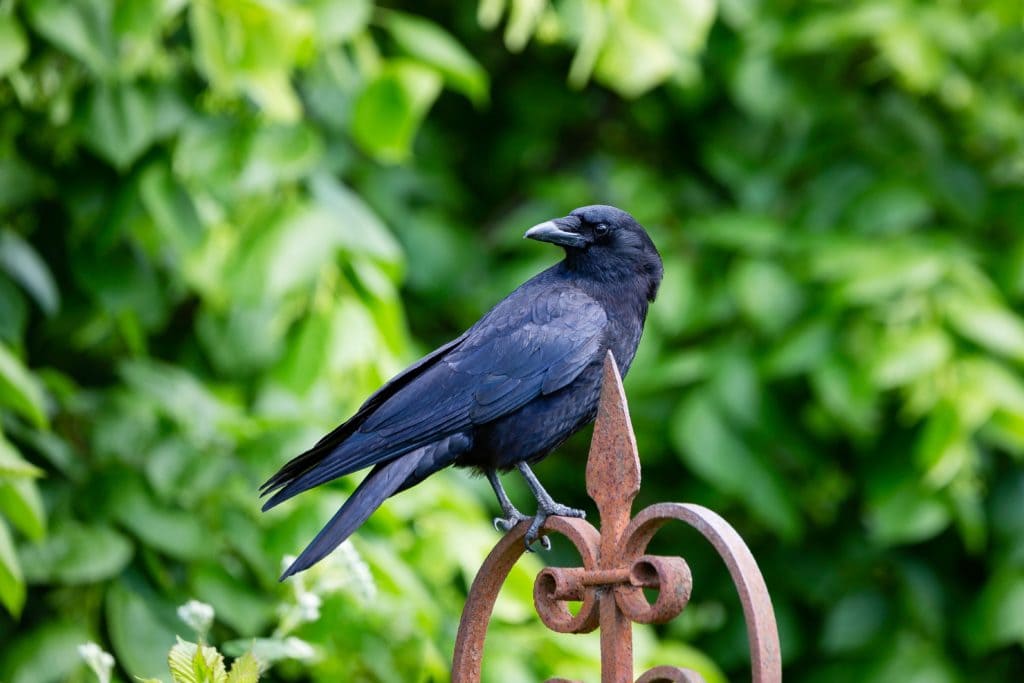 Crow on Fence