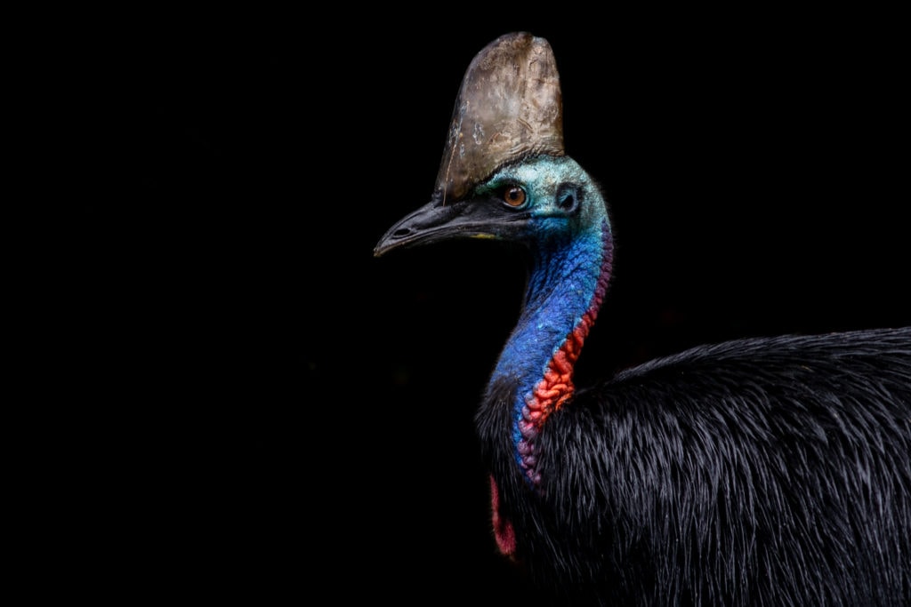 Picture of a Male Cassowary