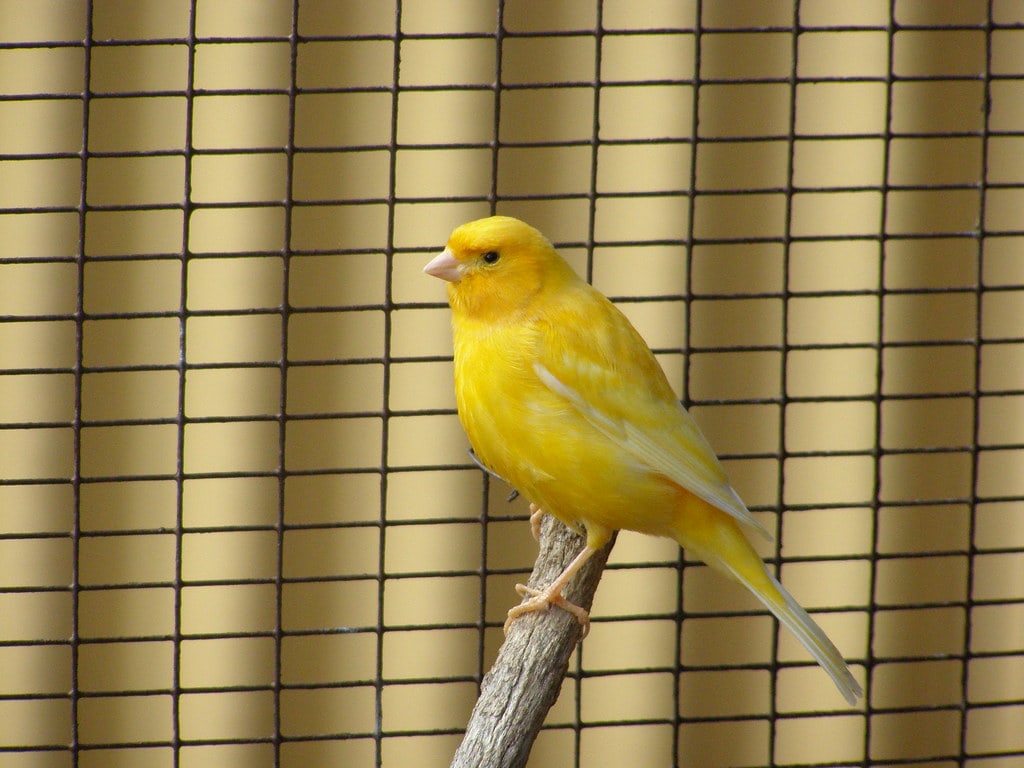 Yellow canary 