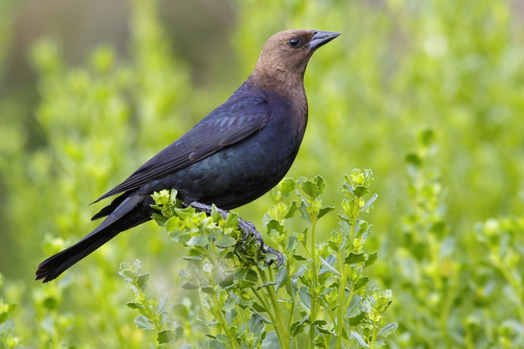 Adult male Brown-headed Cowbird (Molothrus ater) sitting erect on a green plant in Los Angeles county in California, USA