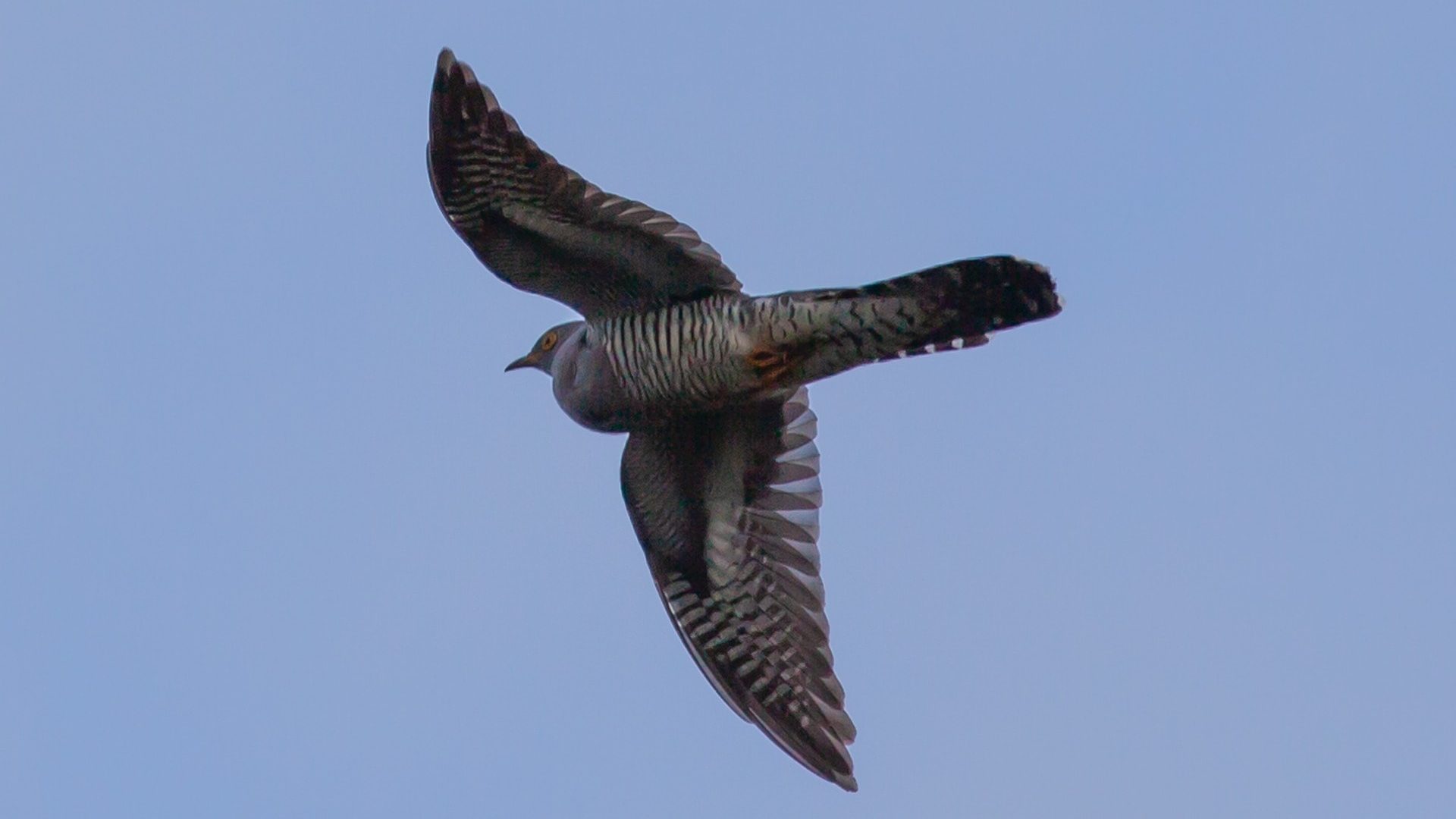 Cuckoo Symbolism & Meaning (+Totem, Spirit & Omens) World Birds