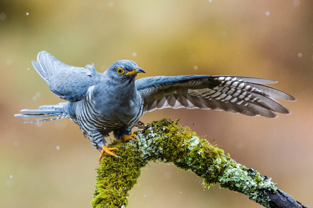 Cuckoo on Branch while it rains