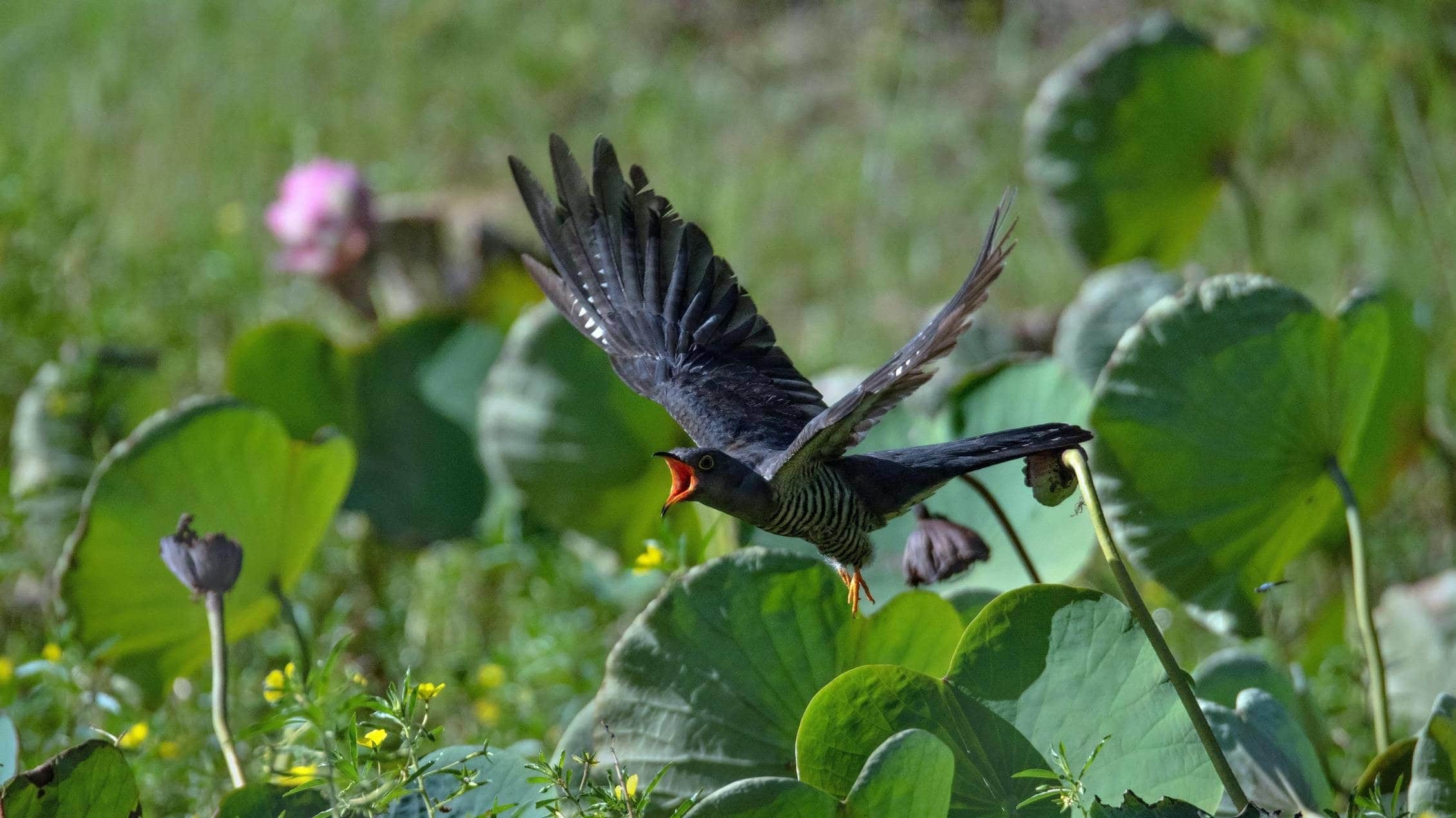 Oriental Cuckoo in Flight