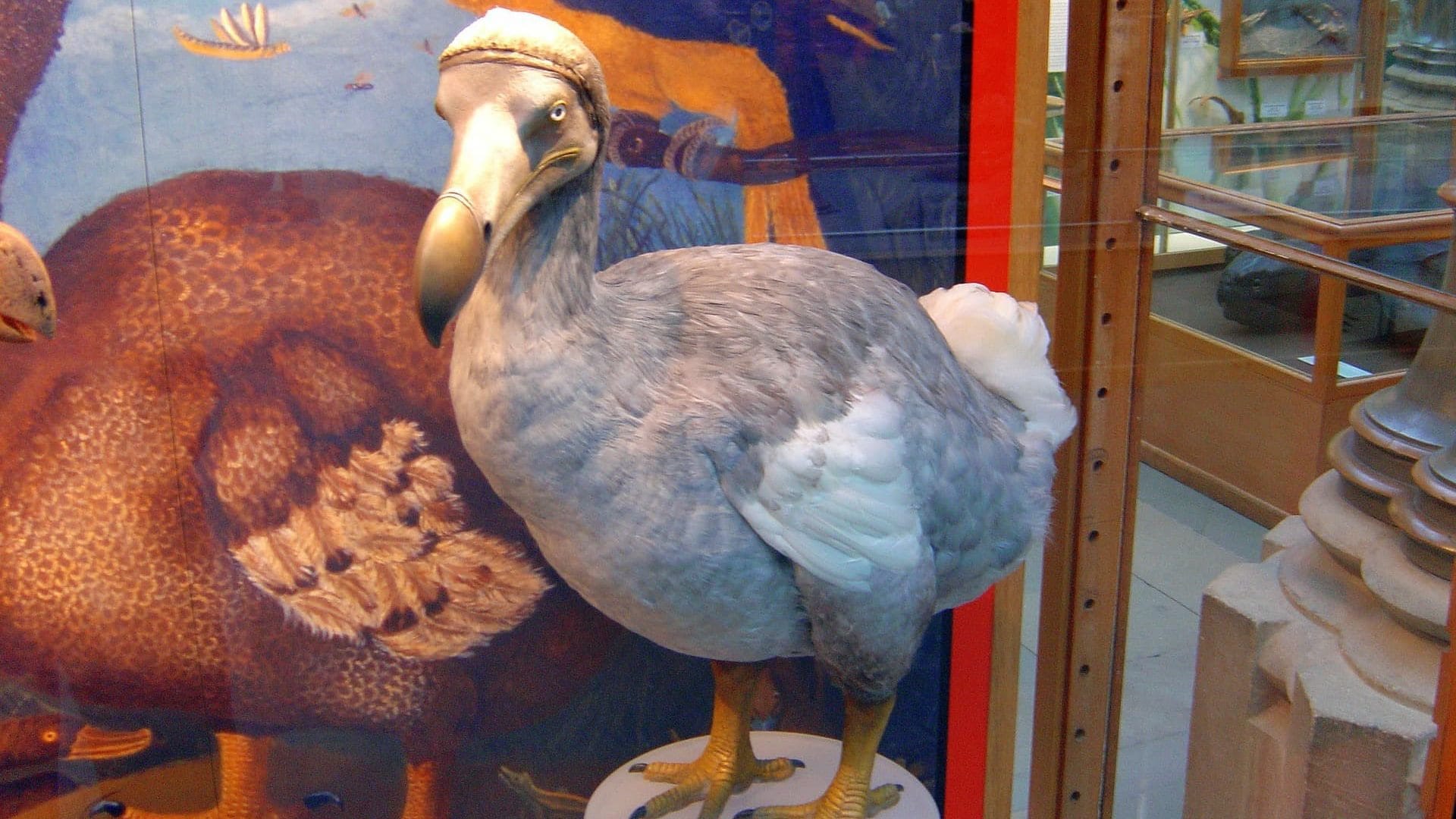 Dodo Specimen